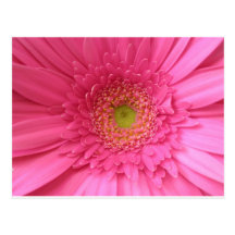 Pink Gerber Daisy Post Card