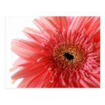 Pink Gerber Daisy Postcard