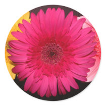 Pink Gerber Daisy Sticker