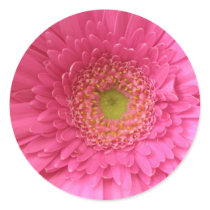 Pink Gerber Daisy Sticker