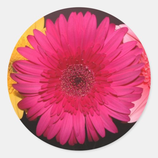 Pink Gerber Daisy Sticker
