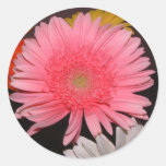 Pink Gerber Daisy Stickers
