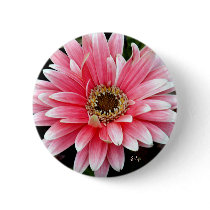 Pink Gerbera