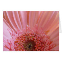 Pink Gerbera Daisy #731 Greeting Cards