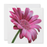 Pink Gerbera Daisy Invitation