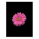Pink Gerbera Daisy Postcards