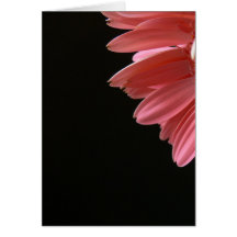 Pink Gerbera on Black Card