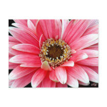 Pink Gerbera Post Card