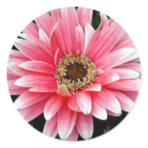 Pink Gerbera Sticker