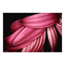 Pink Gerbera Up Close Photographic Print