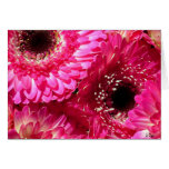 Pink Gerberas cards