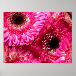 Pink Gerberas Poster, S Cyr