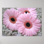 Pink Gerberas Print