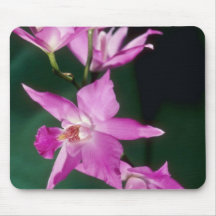 Pink Gouldiana (Laelia) flowers Mouse Pad