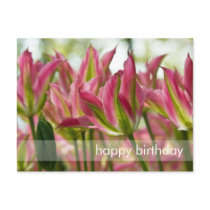 Pink & Green Variegated Tulips DSC0796