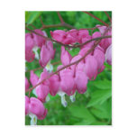 pink hearts postcard