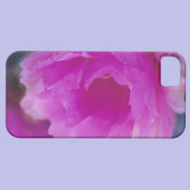 Pink Hedgehog Cactus blossom (Echinocereus casemate cases