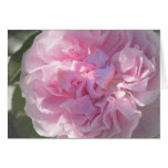 Pink HeirloomRose cards
