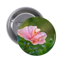 Pink Hibiscus flowers