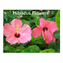 Pink Hibiscus Flowers Postcard