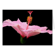 Pink Hibiscus Greeting Cards
