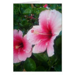 pink hibiscus greeting cards