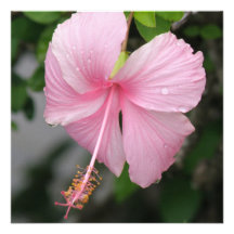 Pink Hibiscus Invitation