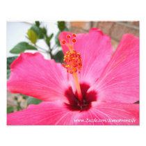 Pink Hibiscus Photo Print