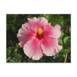 Pink Hibiscus Postcard