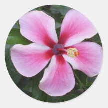 Pink Hibiscus sticker