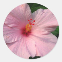 Pink Hibiscus Sticker