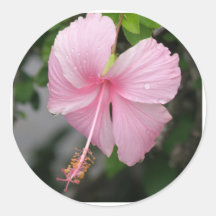 Pink Hibiscus Stickers