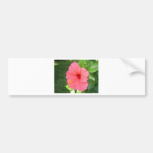 Pink Hisbiscus Flower Bumper Sticker