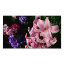 Pink Hyacinth Photo Print