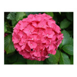 Pink Hydrangea Post Card