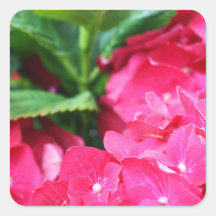 Pink hydrangea square stickers