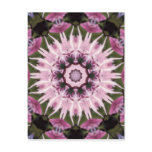 PINK ILLUSION POSTCARDS