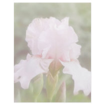 Pink Iris - Vanity