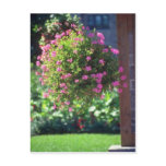 Pink Ivy Geranium (Pelargonium Peltatum) flowers postcards