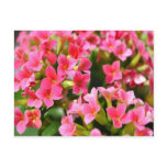 Pink Kalanchoes Post Cards