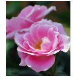 Pink lacy rose and meaning t-shirts