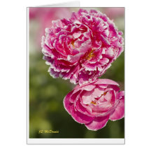 Pink Ladies Greeting Cards
