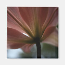 Pink Lady Refrigerator Magnet
