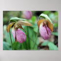 Pink Lady Slippers Flower Photography Poster Print