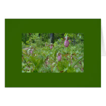 Pink Lady Slippers - Wells Maine - photo by Wendy