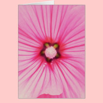 Pink Lavatera Card cards
