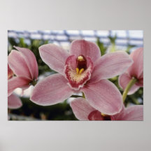 Pink Lilian Stewart 'Nadine' (Cymbidium) flowers Posters
