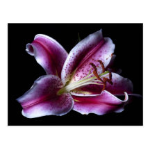Pink Lilly Blossom Postcards