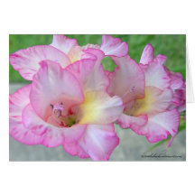 pink lilly_dry paint greeting cards