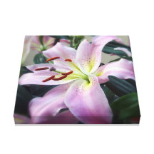 Pink Lilly. Gallery Wrapped Canvas